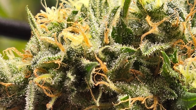 Big Momma Blue Dream  — flower, day 56