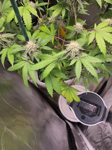 Looking for advice! — flower, day 78