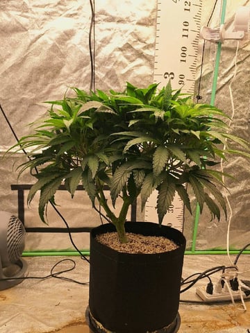 Gorilla Girl Autopot — flower, day 111