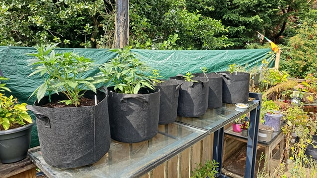 round 2 — vegetative, day 42