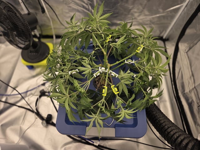 Laundry Shaman — vegetative, day 40