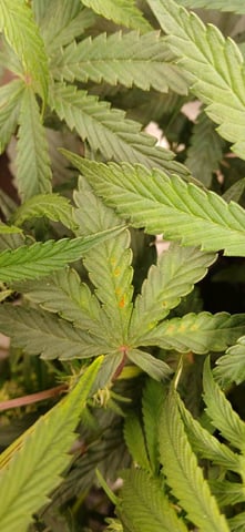 newest ggs setup grow — flower, day 48