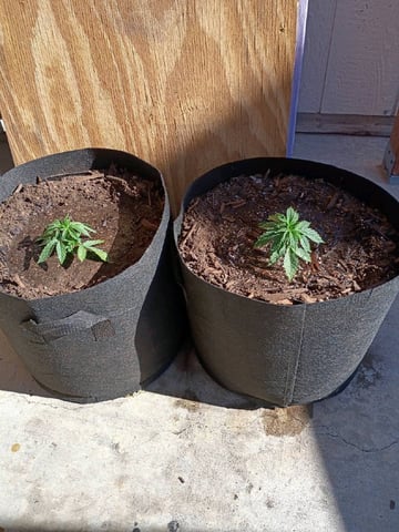 Purple Plum Perfect 💜 & 2 Grape Runtz 🍇 Mainlining garden.  — auto, day 77