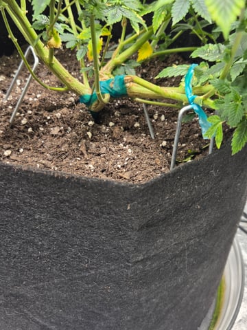 new bee's  — vegetative, day 68