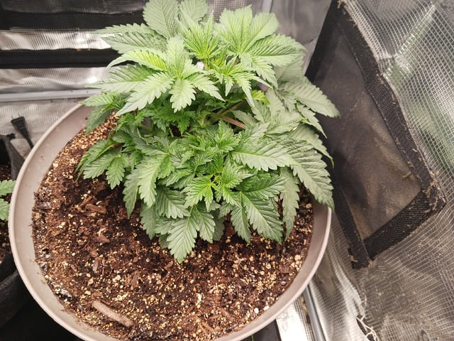 9lbhammer feminized  — vegetative, day 23