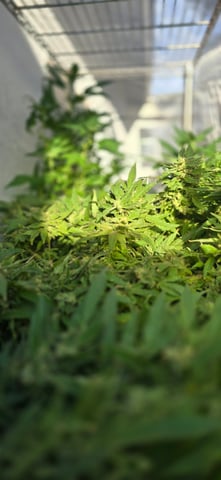 Mystery Weed Plant — harvest, day 181