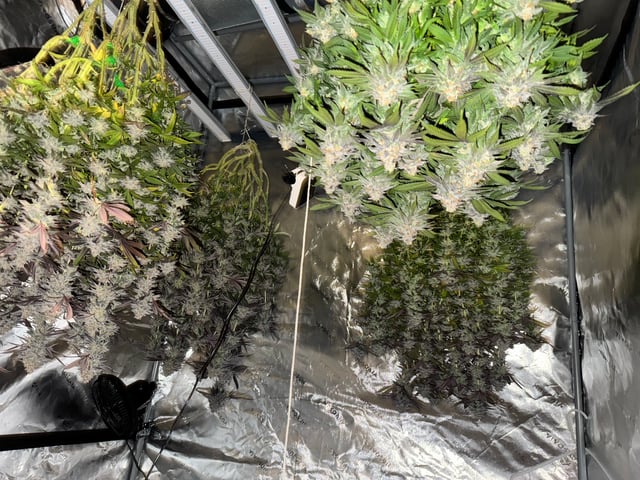 Master Kush RBX — harvest, day 183