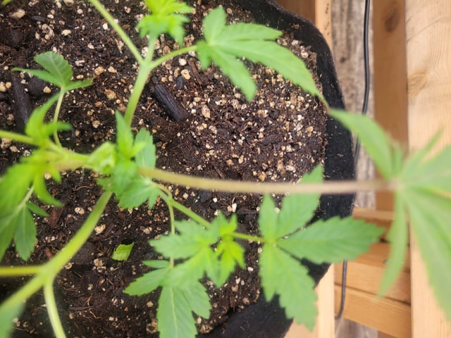 Making Crosses  — vegetative, day 60