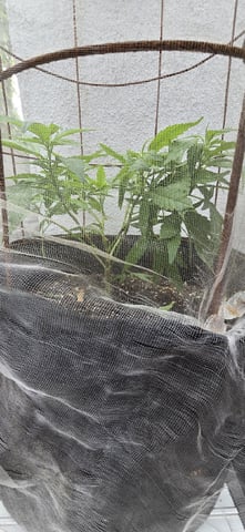 CzechsMex 2.0 — vegetative, day 91