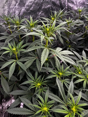 Pink Passion Fruit — flower, day 61