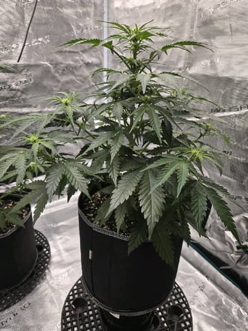 Mimosa Sunrise XXL 3x3 tent — flower, day 29