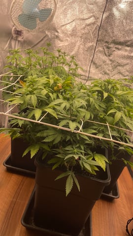 ❄️💚❄️WinterGrow❄️💚❄️ — flower, day 75