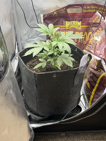 Random Seed — vegetative, day 22