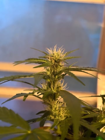 Northern Lights & Quick One  — vegetative, day 10