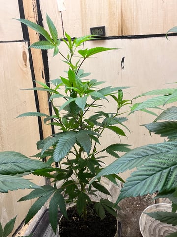 cherry pie clone  — flower, day 60