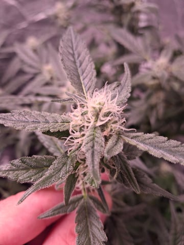 lil babies  — flower, day 26