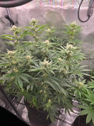 Northern lights #10 (Alaska) — flower, day 59