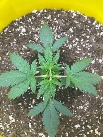 Gorilla Glue auto — vegetative, day 20