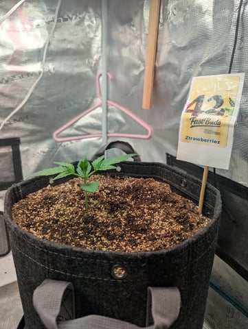 Fastbudz Ztrawberriez — vegetative, day 14