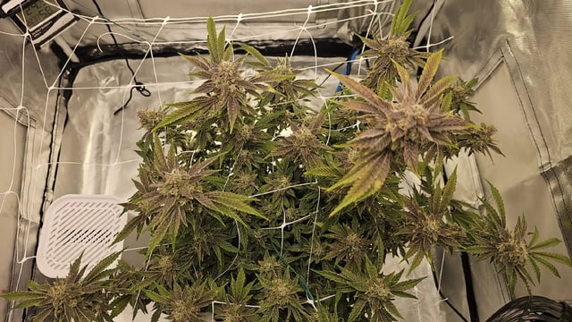 Jelousy Fast(Photo) & Ultra Voilet (Auto) — flower, day 68