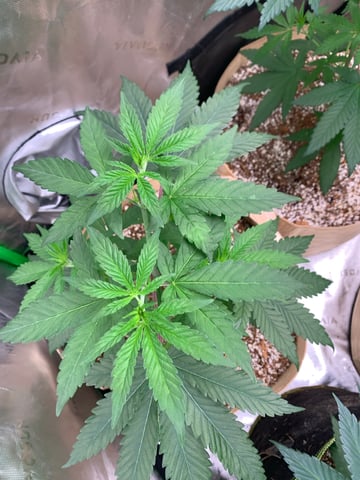 Papaya Frosting  — vegetative, day 44