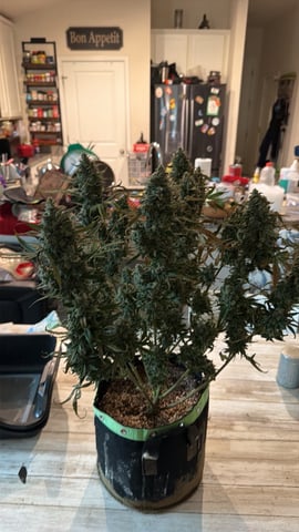 Witches Brew Autoflower by Dream Beans