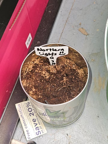 1st plant. Strain: Green Gelato AutoFlower — seedling_rooting, day 34