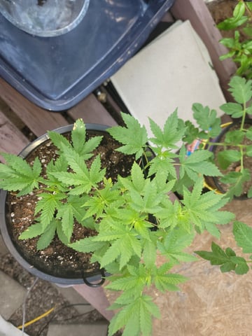 Ghetto Growing
