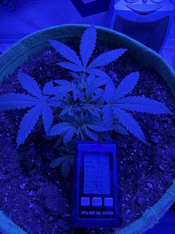 First time growing  — vegetative, day 22
