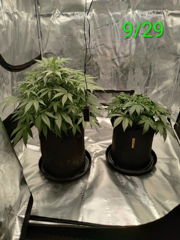 First grow — flower, day 83
