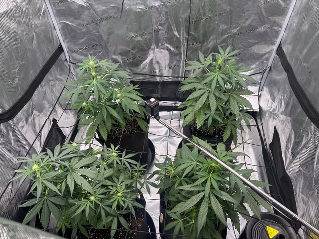 2026 harvest  — flower, day 1