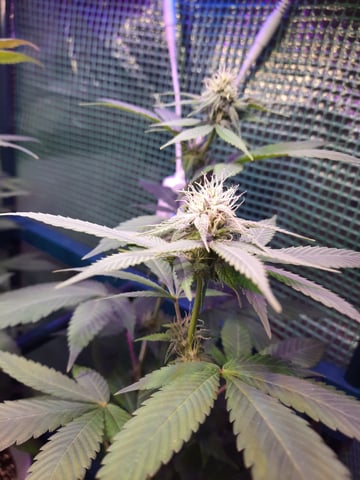 missing pieces — flower, day 82