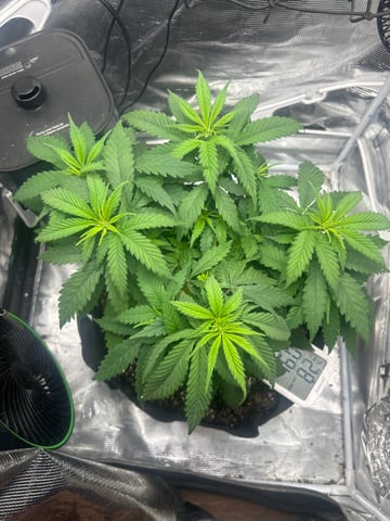 2nd Run — vegetative, day 52