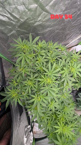 Strawberry Cheesecake Seedsman Seeds Autoflowers x2 — seedling_rooting, day 37