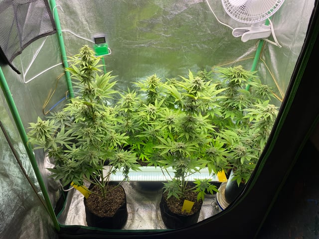 The White X Run Away Bride #3 — flower, day 78