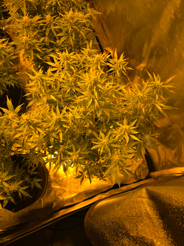 2nd Autoflower Indoor Grow — flower, day 60