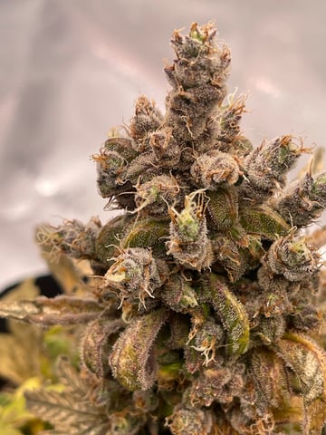 Phx_Freedom — flower, day 57