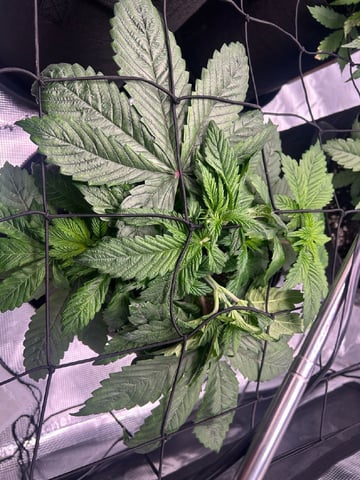 2025-26 harvest INDOOR — vegetative, day 71