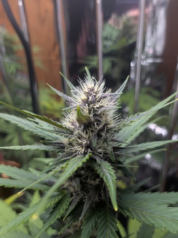 Mendo Frost / Gorilla Cookie / Banana Purple Punch  — flower, day 51