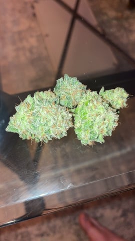 White Widow & Skittlez — harvest, day 61