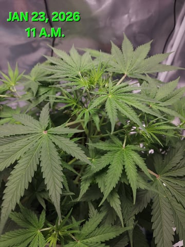 Dos Si Dos. Indica — vegetative, day 29