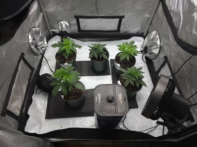 Homegrown - 🍒 🥧 & GSC Auto, 🚀 Seeds 🍌 Buttercups  — vegetative, day 26