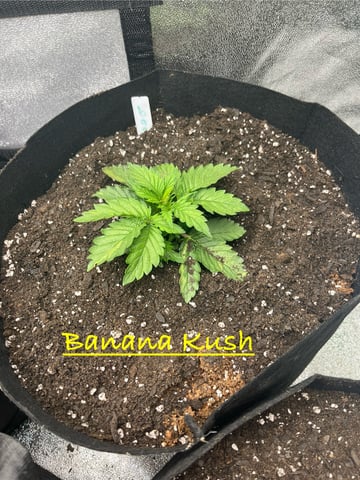 My First Four — vegetative, day 28