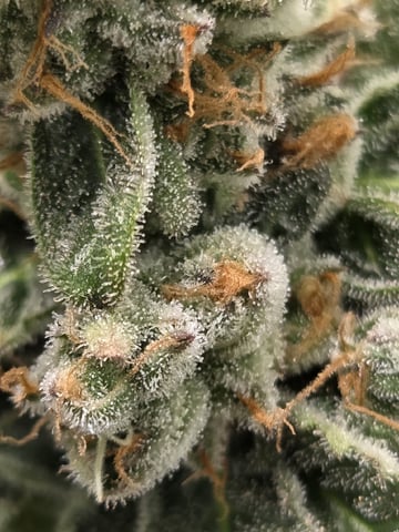 White Widow + Papaya Bomb — flower, day 120