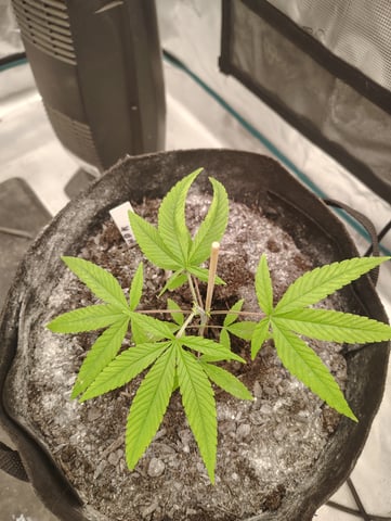 Hindu Kush — vegetative, day 31