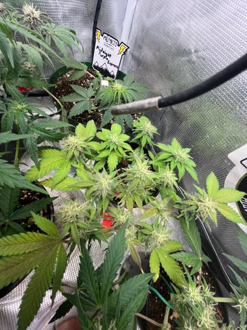 32oz Container Grow — auto, day 32