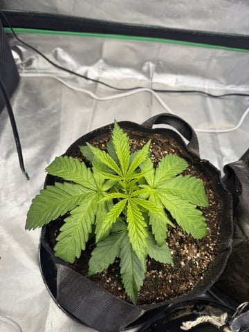 Late Season Start  — vegetative, day 27