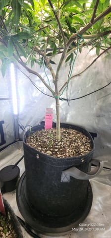 Punch Mints Pheno #2 — flower, day 1