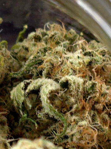 Dirty Bird - Thousand Island Fem & Platinum Kush Breath Remix x Grape Cakehead Fem Photo  — harvest, day 136