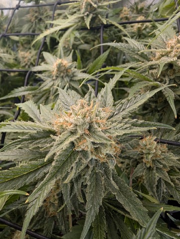 Cinderella 99 -C99 — flower, day 107